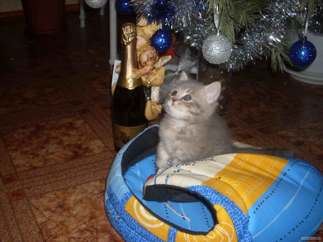 Котовторник (31.01.2012)