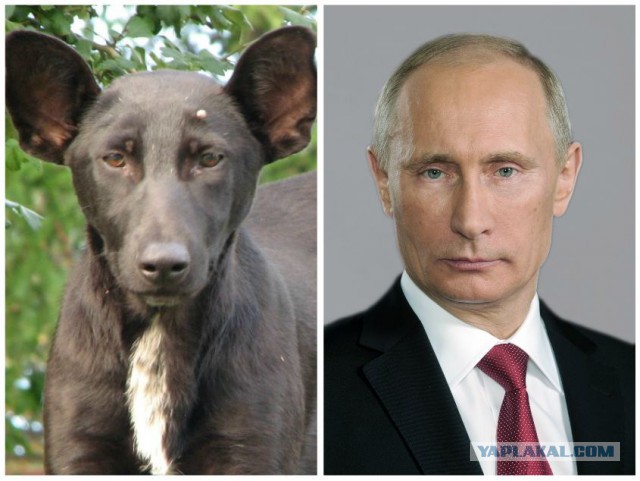 Атака клонов. Феномен двойничества