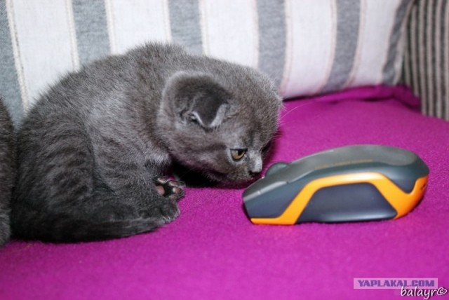 Котовторник! 13.03.2012