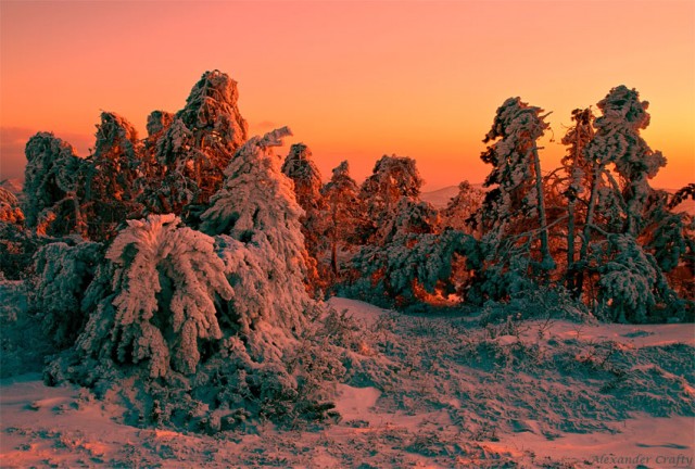 В наряде снежных кружев