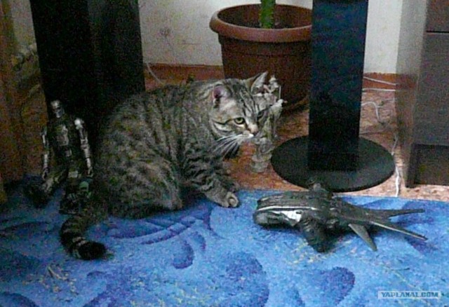 Котовторник 17.04.2012