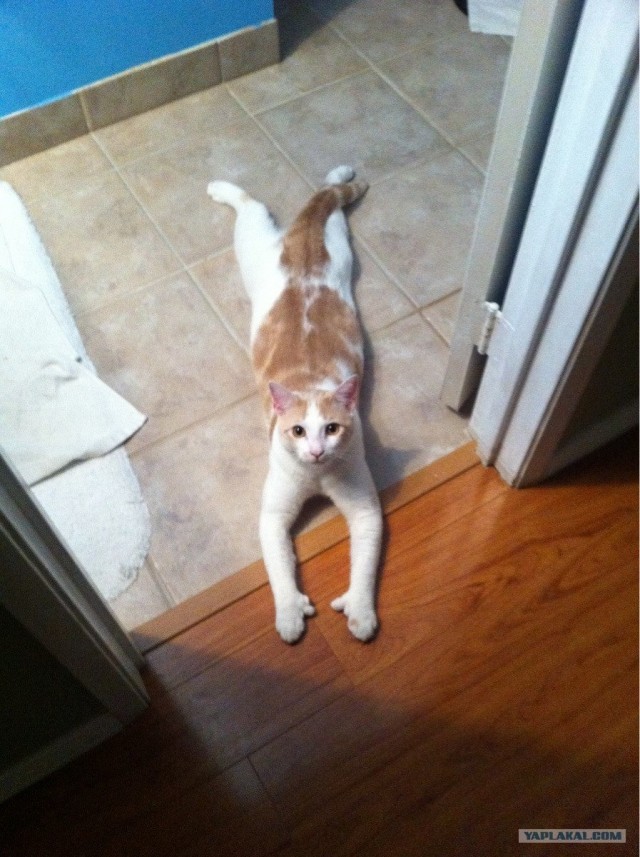 Котовторник  12. 06. 2012