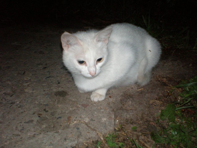 Котовторник 10. 07. 2012