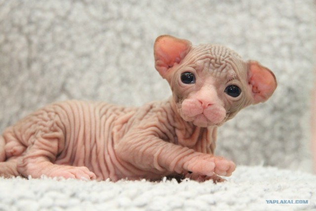 Сфинксики...