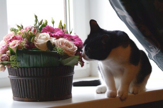 Котовторник  28.08.12