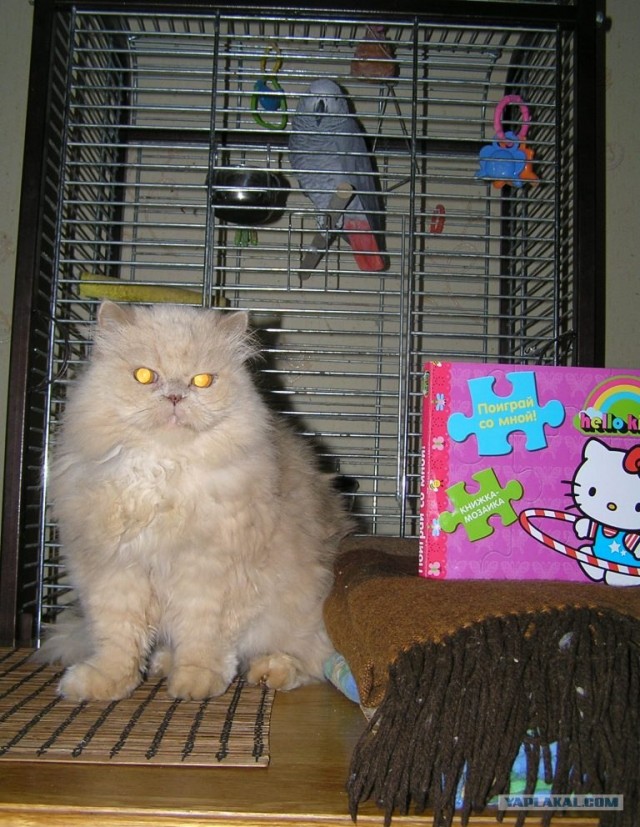 Котовторник  16.10.12