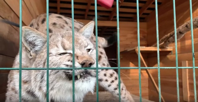 Дикий котовторник 20.08.19