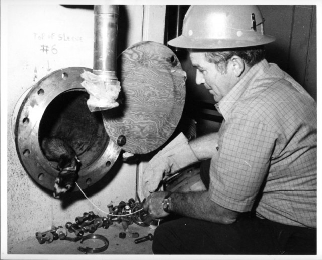 Как американцы живого хорька в коллайдер засунули