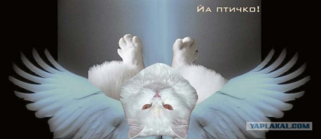 Фотожаба: Ноги котэ