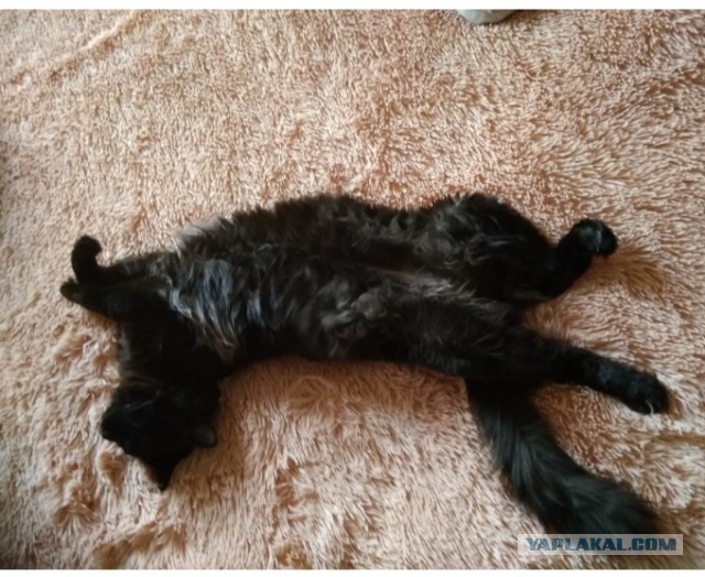 Моя красотка