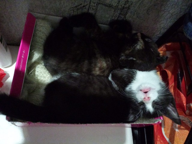 Котовторник. Мои котейки