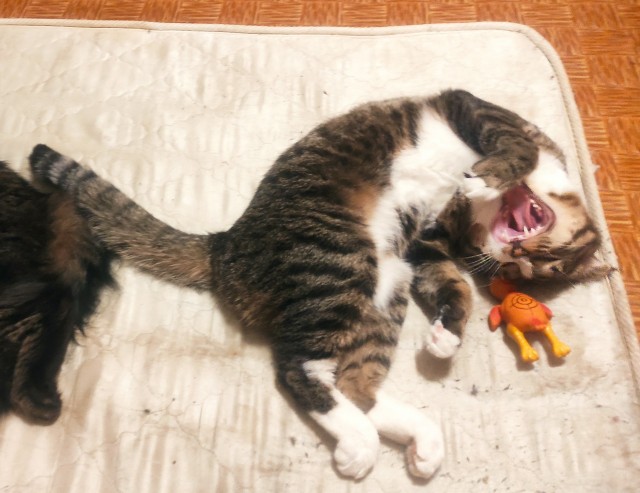 Котовторнику быть!