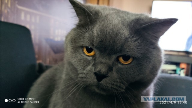 Котовторник же!