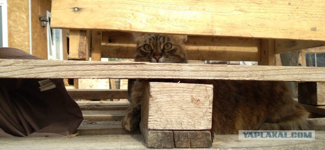 Даешь котовторник!