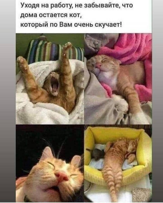 Всяческие картинки 29.06.2021