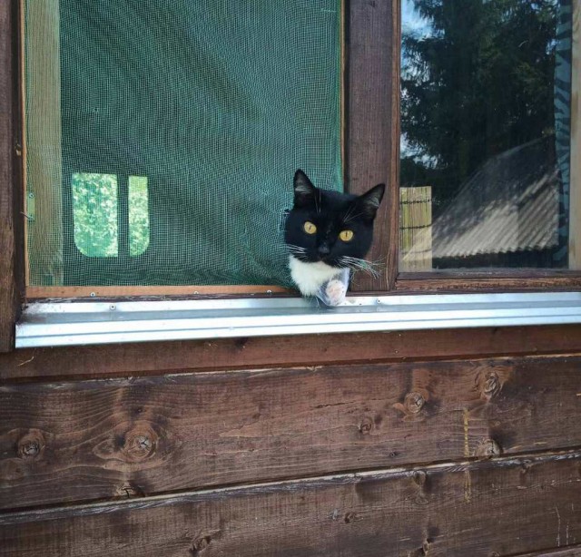 Коты в США