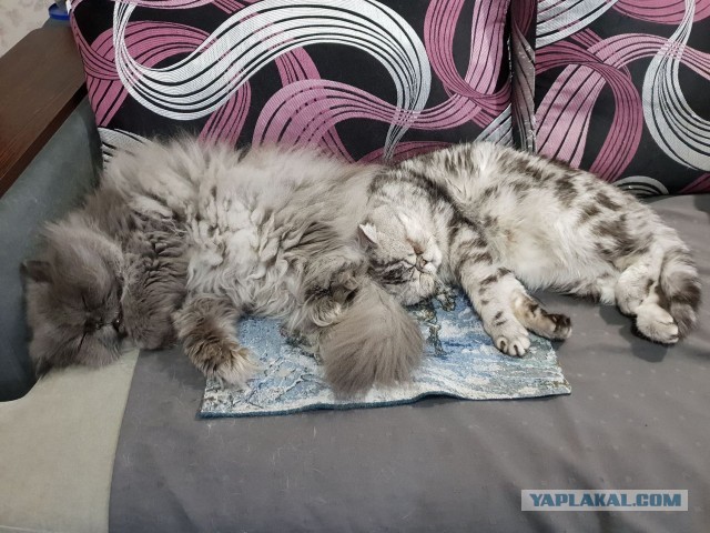 Котовторник (свои добавляем)