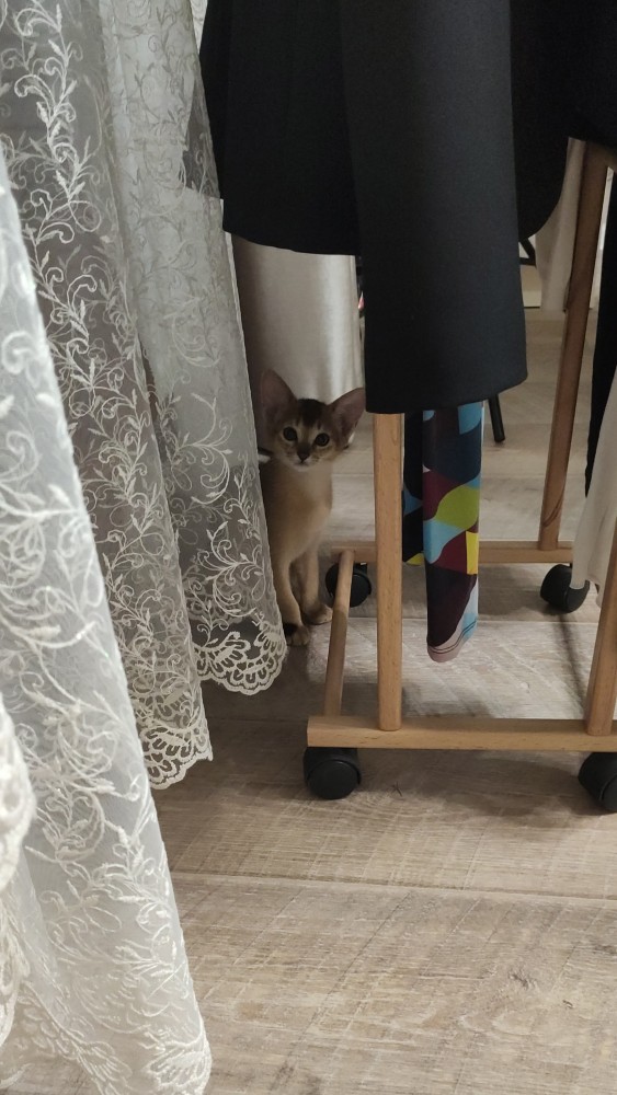 Котовторник 14.09.2021