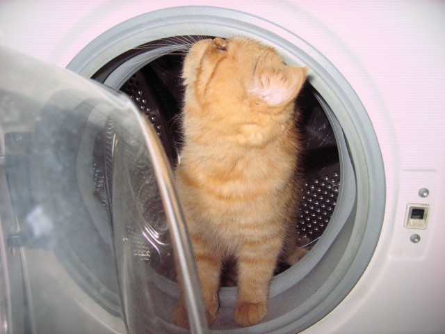 С Вами котейка разговаривает?
