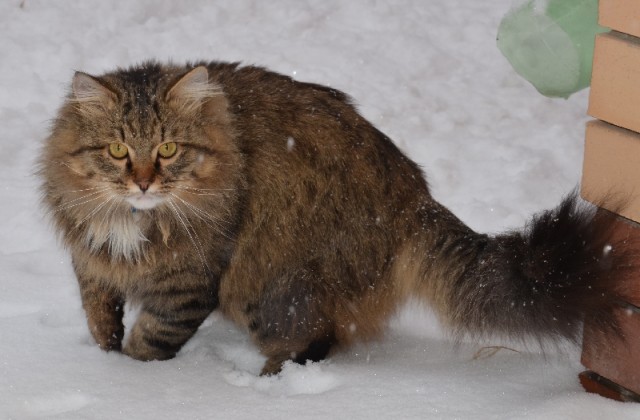 Жизнь кота Барсика из деревни