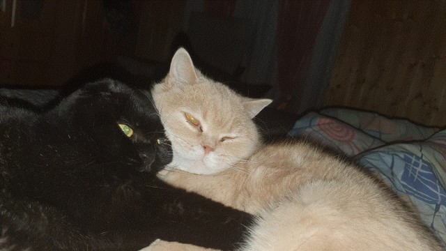 Котовторнику посвящается