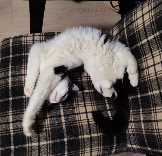 Котовторник вроде.