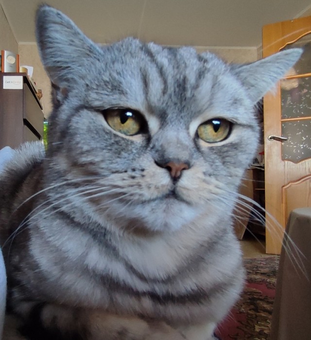Котовторник ведь начался!