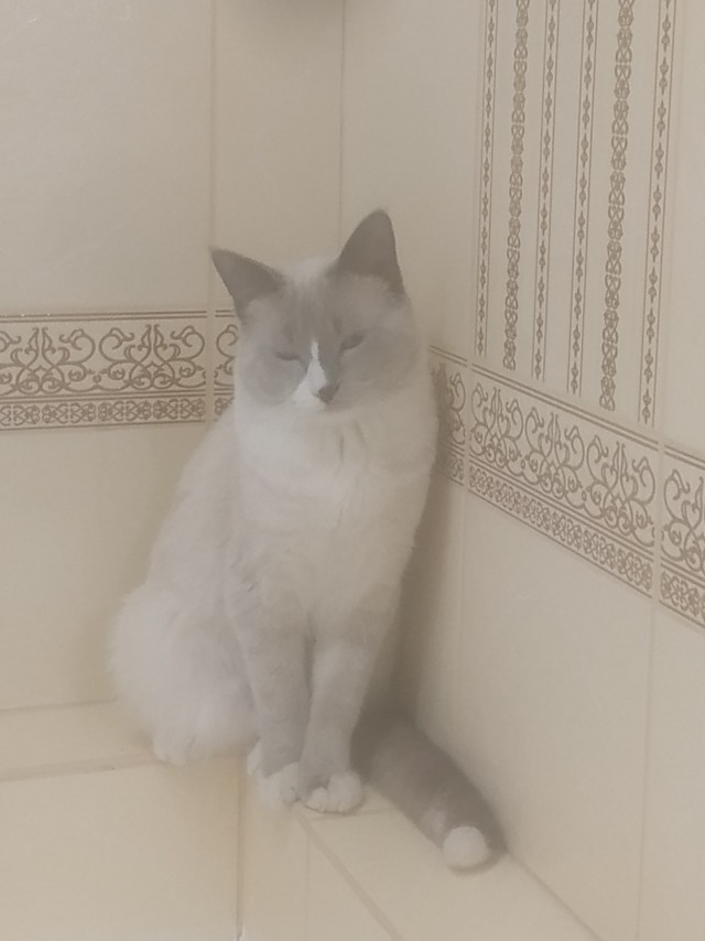 Котовторнику быть