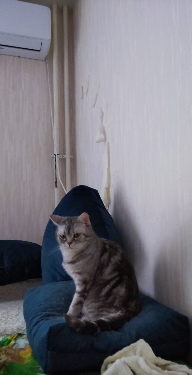 Лето и коты