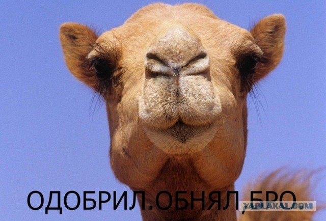 Пятница и девушки обитаемого острова