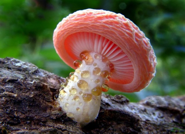 Десять самых красивых видов грибов в мире