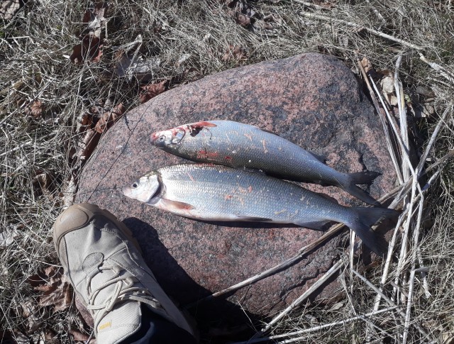 Удачный дебют