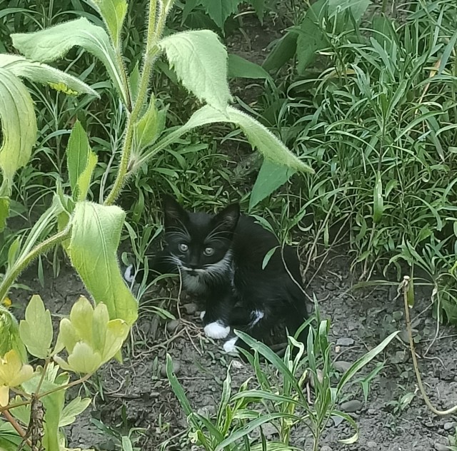 Коты пролетарии