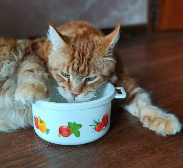 Толстые коты