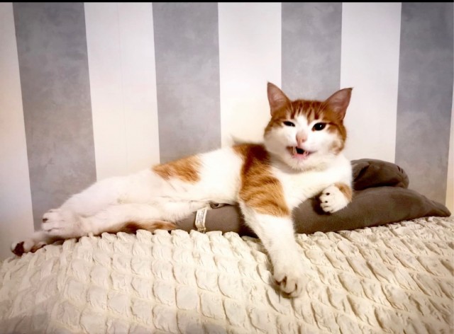 Котовторник в картинках