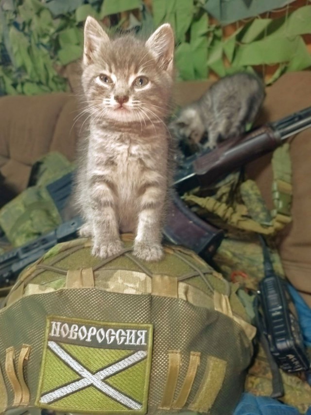 Котовтоник в картинках