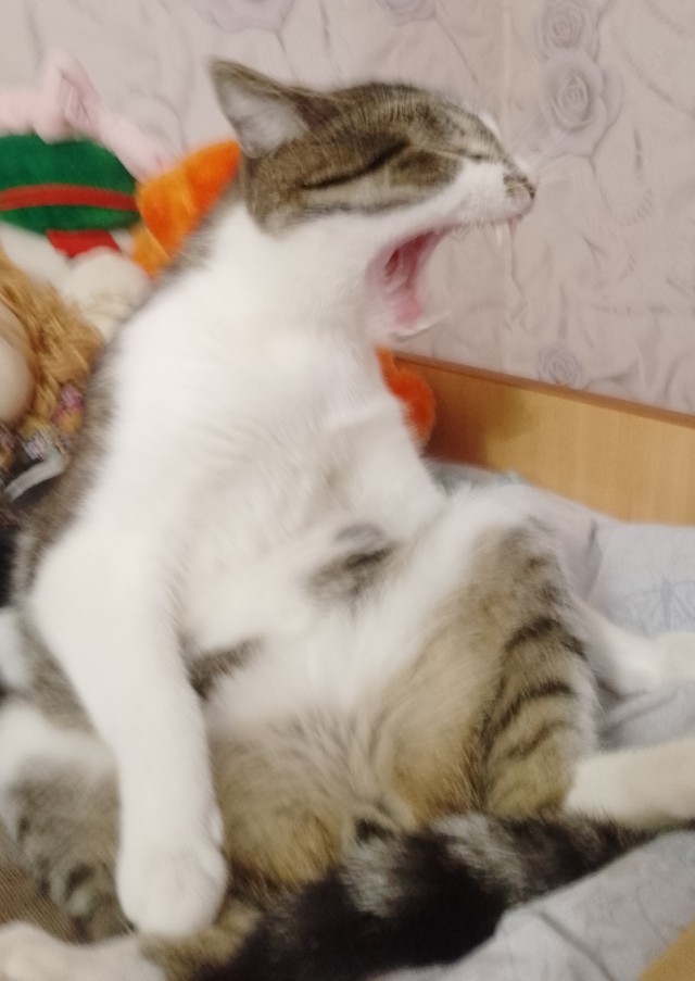 Спящий кот