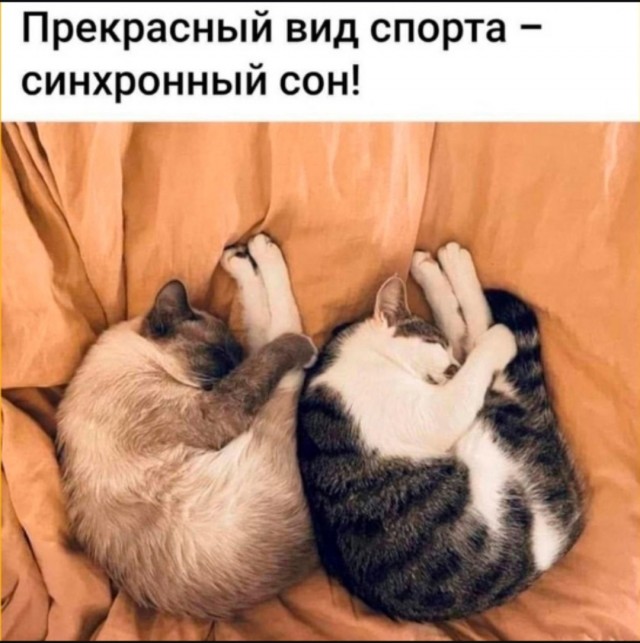 Интернет мемы на утро субботы
