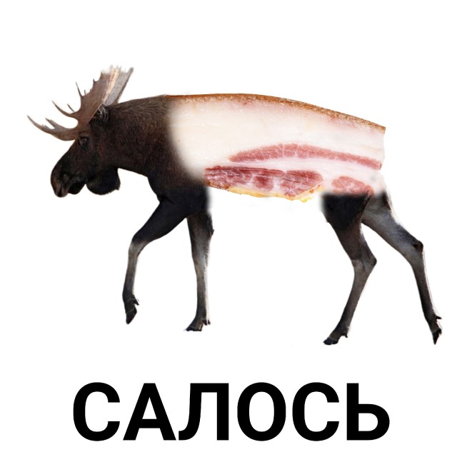 8 картинок животного мира