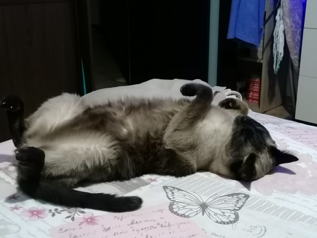 Котосон.