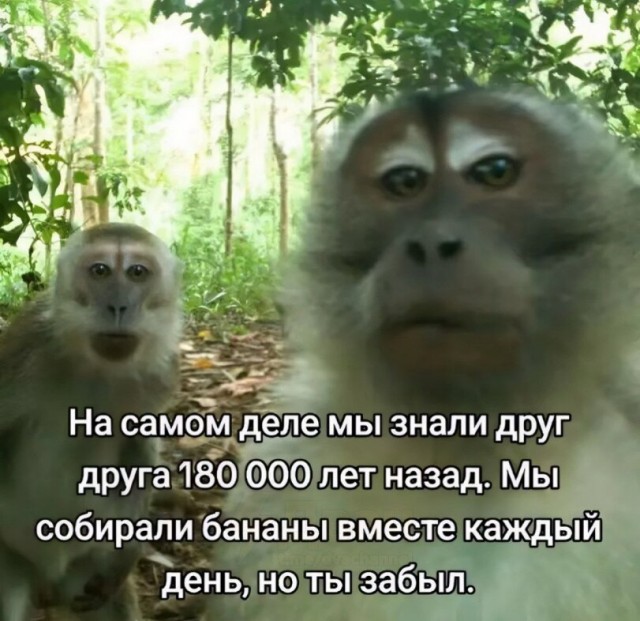 Ручей тупости