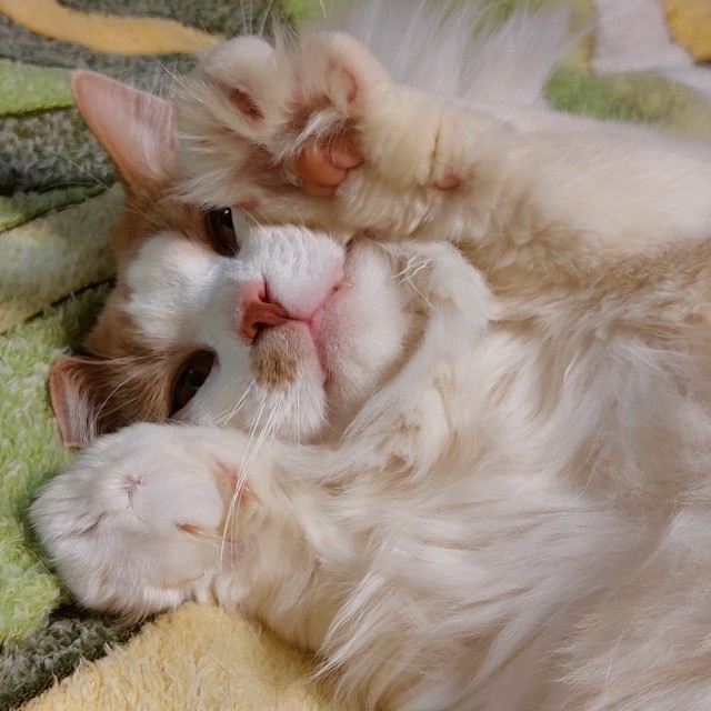 Котовторник.Наши модели