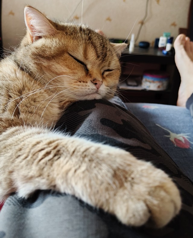 Котовторник же!