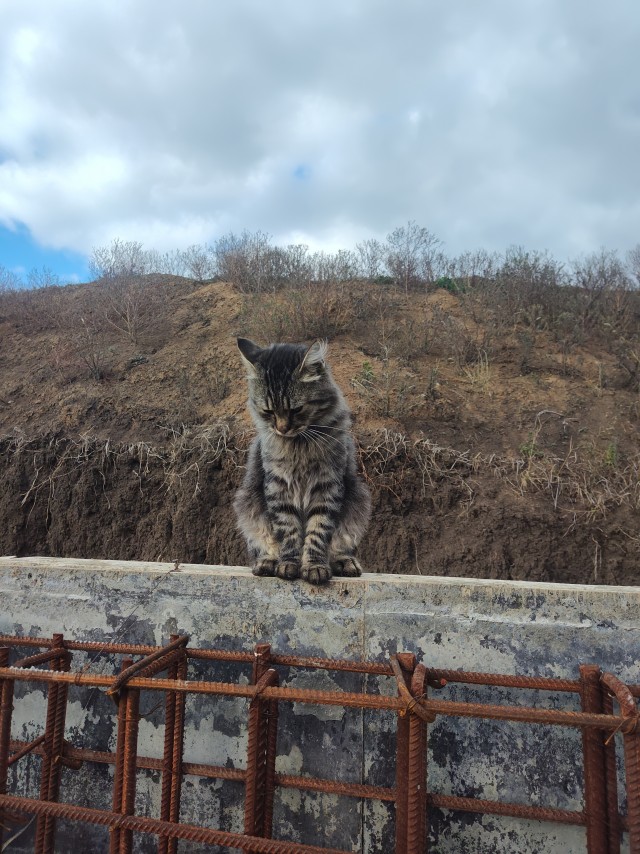 Скучалка