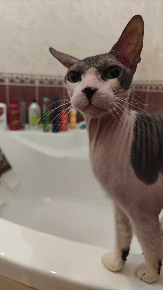 К котовторнику делюсь