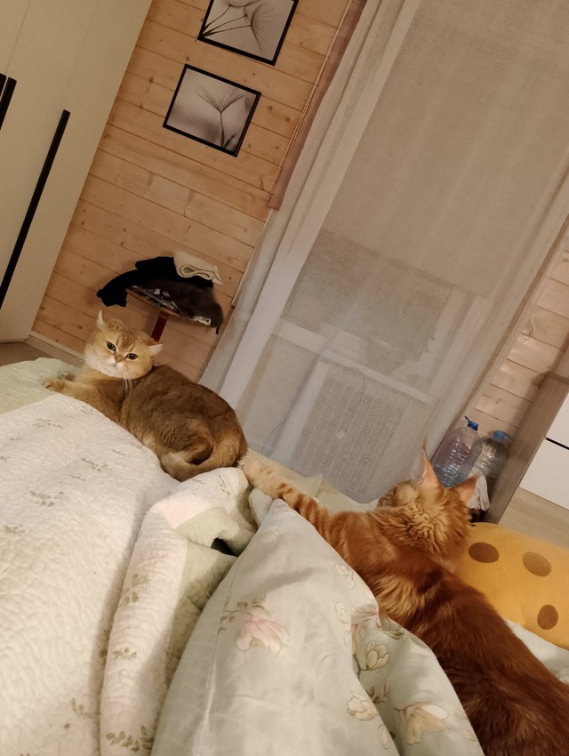 Котовторник же!