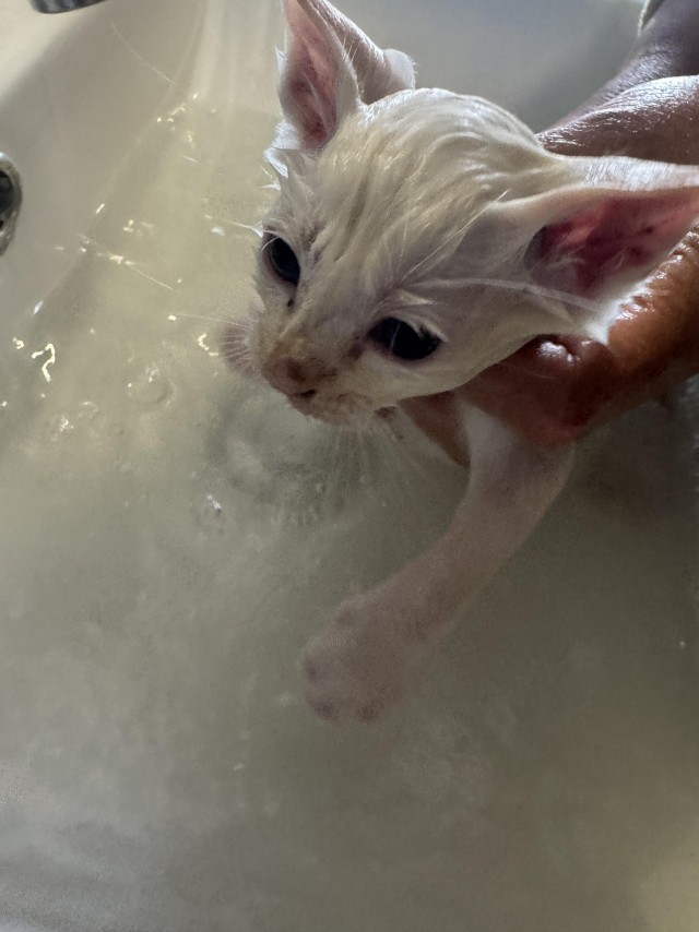 Мужчина нашёл котят на дороге