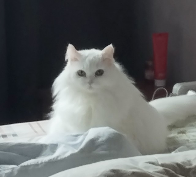 Ищу фото кота