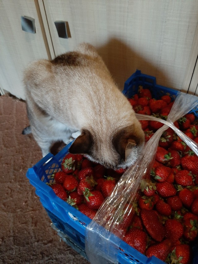 Степана вам в котовторник