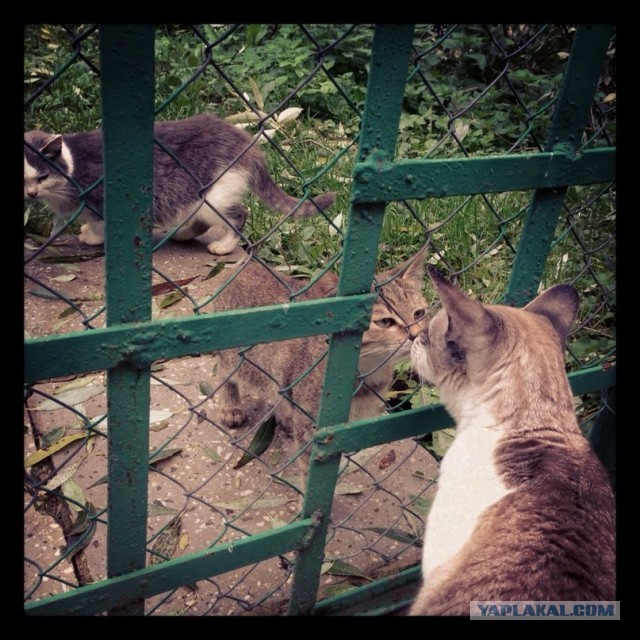 Котовторник 8.10.2013